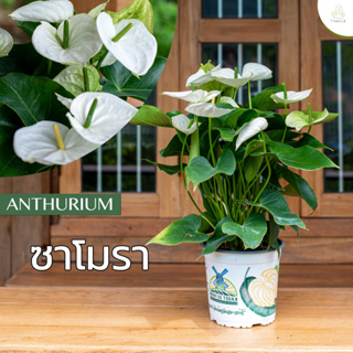 Treeno.9 T43 ดอกหน้าวัว ซาโมรา (Anthurium) / กระถาง 8 นิ้ว / สูง 30-50 cm / ไม้ดอกประดับ ไม้มงคล ไม้ฟอกอากาศ (ต้นไม้)