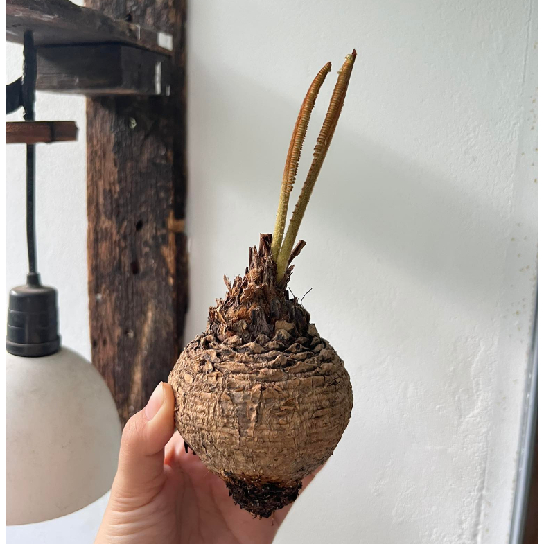 ต้นปรงป่า Cycad ไม้โขดต้นปรง จัดส่งเป็นหัว สำหรับคนรักไม้โขด ตกแต่งสวน แบบมินิมอล  โต๊ะทำงาน ร้านคาเฟ่ ไม้ปรง รูปที่ 7