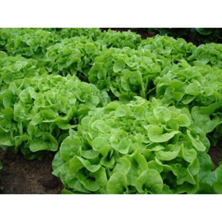 ต้นกล้าผักสลัด กรีนโอ๊ค (กรุณาสั่งขั้นต่ำ10 ต้น🙏) Green Oak Lettuce 15-25Days Plant (minimum order 10