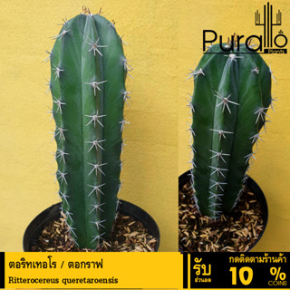 ต้นกระบองเพชร ตอริทเทอโร / ตอกราฟ Ritterocereus queretaroensis #cactus #กระบองเพชร