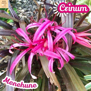 [พลับพลึง ดำ] Crinum Menehune แคคตัส ต้นไม้ ไม้หนาม ไม้ทนแล้ง กุหลาบหิน ไม้อวบน้ำ พืชอวบน้ำ succulent cactus กระบองเพชร