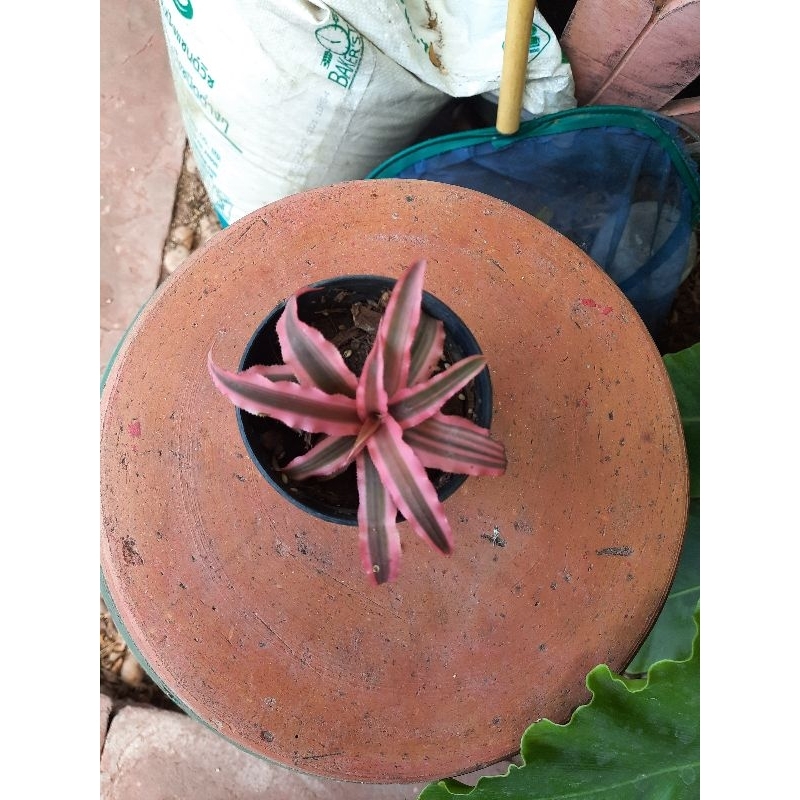 ต้นสับปะรดสีดาวชมพูสับปะรดสีดาวแดง