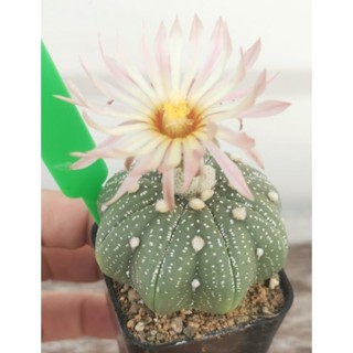 แอสโตรไฟ​ตั้ม  เว้า   สวยมาก  #แคสตัส castus​ astrophytum แอสโตร แอสโตร​ไ​ฟตั้​ม แอสโตรไฟตัม กระบองเพชร แอสโตรวี super