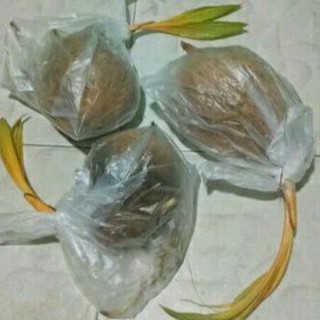 สินค้าพึงถึงต้นมะพร้าวไฟก้านส้ม100%แบบแกะทำบอนไซ สวยเป็นที่น…