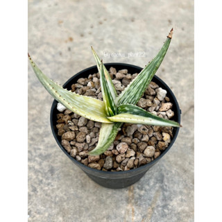 aloe somaliensis variegated