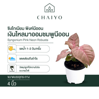 ซิงโกเนียม พิงค์นีออน (Syngonium Pink Neon Robusta) เงินไหลมาชมพู ออมชมพูนีออน กระถาง 4 นิ้ว