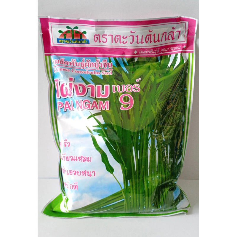 [ตะวันต้นกล้า] ผักซอง1กิโลกรัม เมล็ดผักบุ้งจีน ไผ่งาม เบอร์9