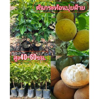 ต้นกระท้อน พันธุ์ปุยฝ้าย ลูกใหญ่ เนื้อหวาน เม็ดฟู ขนาดต้น40-60ซม.