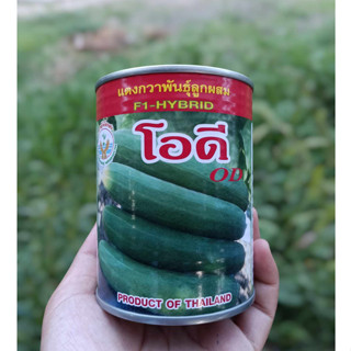 เมล็ดพันธุ์ แตงกวาโอดี ตราอุ้งมือทอง 100 กรัม