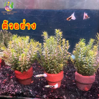 แพนทานอล ^ดิบ^ (พร้อมกระถาง)
