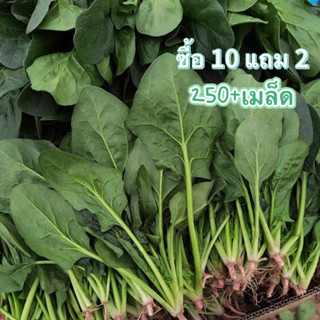 ผักโขม ถูกที่สุด เมล็ดพันธุ์ผัก 250+เมล็ดงอกง่าย🌱โตไว☘️พุ่มใหญ่🌱[10 แถม 2 คละได้ ]