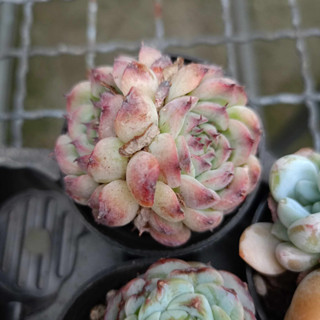 พร้อมส่ง กุหลาบหิน HYBRID ไม้อวบน้ำ ไฮบริด สายพันธุ์ใหม่ๆ กระถาง 5 cm succulent echeveria haworthia lithop Cactus