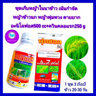 ชุด เก็บหญ้าในนาข้าว ข้าวอายุ 20-30 วัน หญ้าดื้อยา หญ้าตายยาก อะโนโลฟอส 30% 500cc + ควินคลอแรก 250 g หญ้าข้าวนก พุ่มพวง