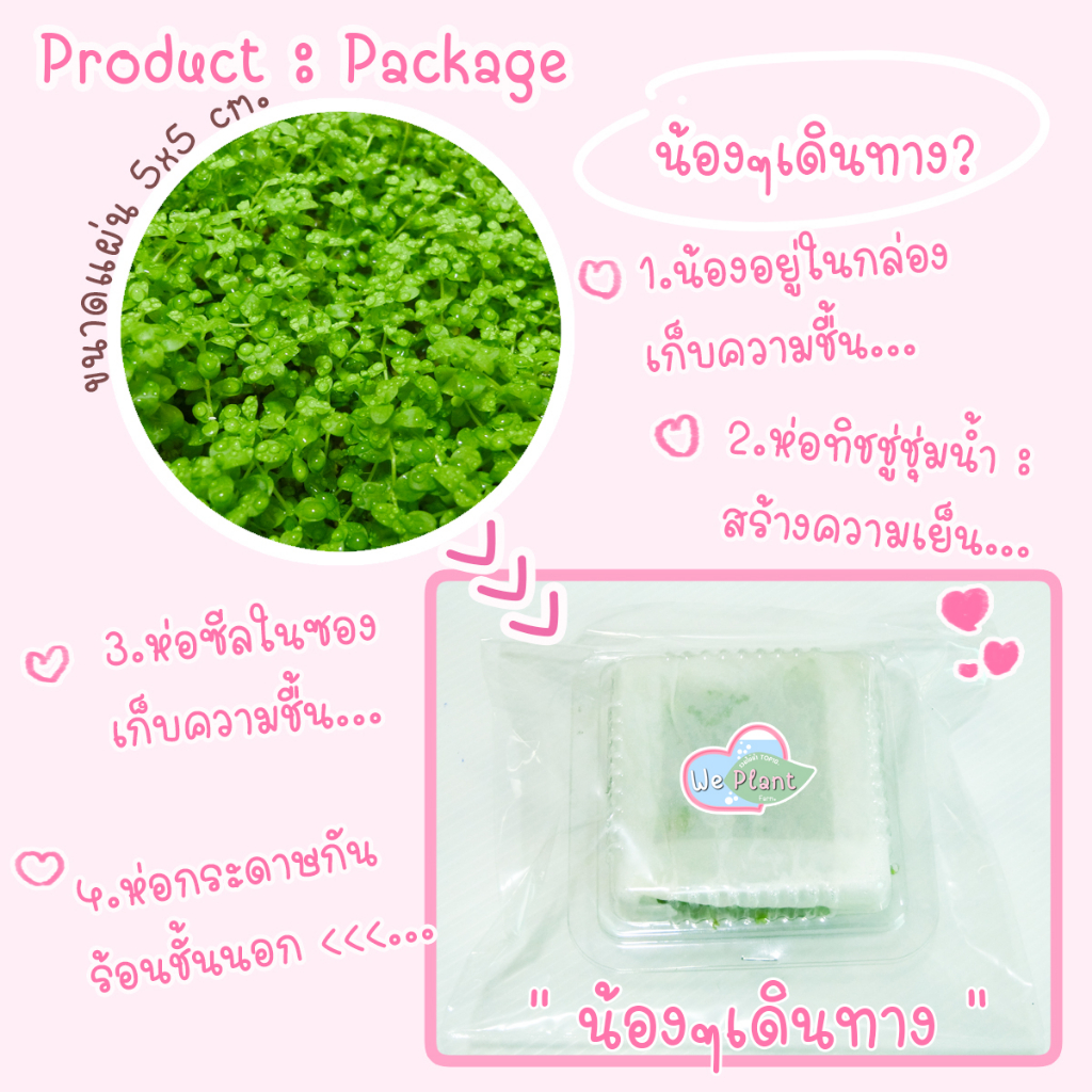 เพิลกลาส สนามหญ้าของตู้ปลา ต้นไม้น้ำพื้นหน้าตู้ปลา