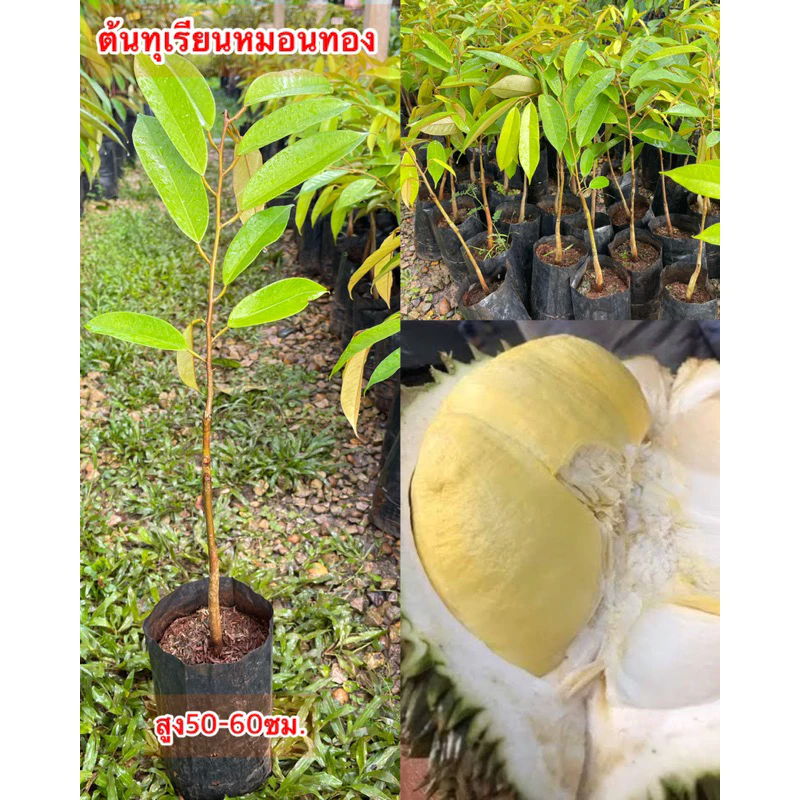 ต้นทุเรียนหมอนทอง พันธุ์เตี้ย (เสียบยอด)ขนาดต้น 80-100 เซนติเมตร ติดผล 3ปีขึ้น