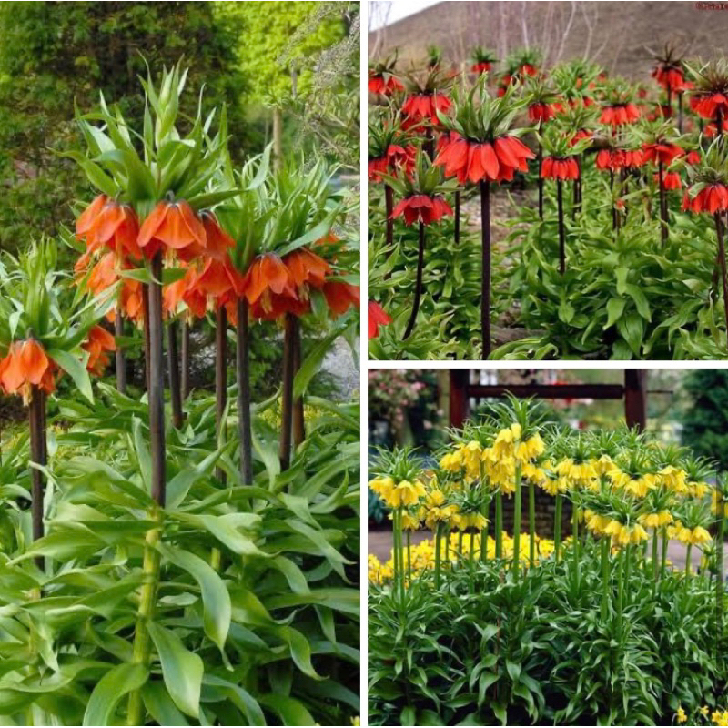 มงกุฎจักรพรรดิ์ Crown Imperial (ขนาดหัวตามรูป พร้อมให้ดอก)