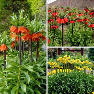 มงกุฎจักรพรรดิ์ Crown Imperial (ขนาดหัวตามรูป พร้อมให้ดอก)