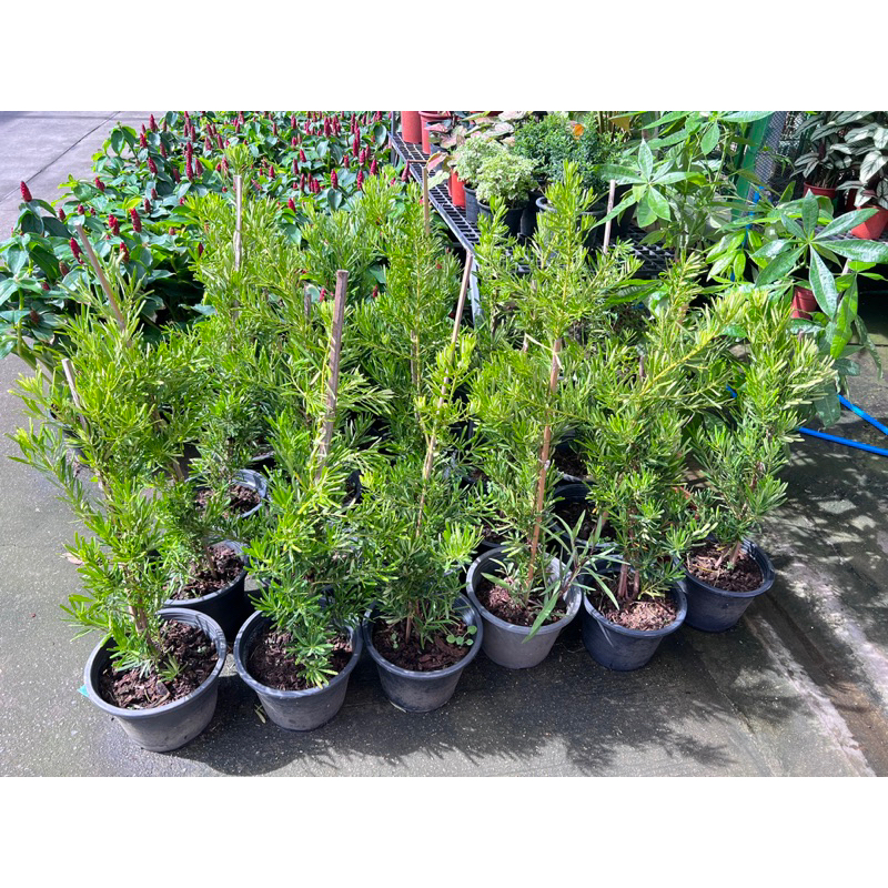#สนใบพาย (ต้นใหญ่) สูงประมาณ 60-80ซม #Patsorntree