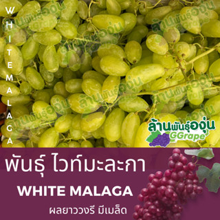 กิ่งพันธุ์องุ่น ไวท์มะละกา (White Malaga) มีเมล็ด