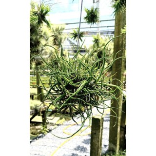 Tillandsia bulbosa ball ทรงกลม