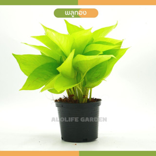 พลูทอง Epipremnum aureum Bunting Lime กระถาง 4 นิ้ว Bunting Lime Pothos , Lime Epipremnum