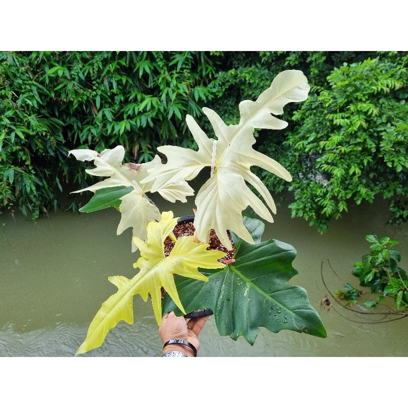 philodendron golden dragon variegated มังกรด่าง