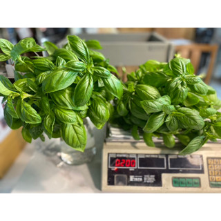 Fresh Italian Sweet Basil leafs 100 g/200g (cut to order) 🌱ใบโหระพาอิตาลี่ ตัดสดๆ 100กรัม/ 200 กรัมสำหรับร้านอาหาร #herb