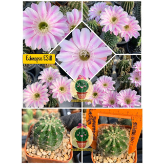 🌵🌵แคคตัส Cactus กระบองเพชร พันธุ์อิชินอปซิส ( Echinopsis )รหัสสี ES18