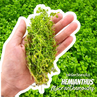 เพิร์ลหวีดสามใบ - Hemianthus micranthemoides ไม้น้ำ