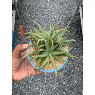 อโลคัสติลโลเนีย ไฮบริด (Aloe Castillonea hybrid)