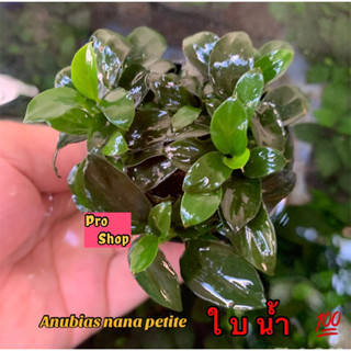 🔥Anubias  petite 🍃🌱🌿 ใบน้ำ 💯 อนูเบียสแคระ ไม้น้ำยอดนิยม ฟอร์มสวย เต็มพอต👍