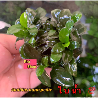 🔥Anubias petite 🍃🌱🌿 ใบน้ำ 💯 อนูเบียสแคระ ไม้น้ำยอดนิยม ฟอร์มสวย เต็มพอต👍