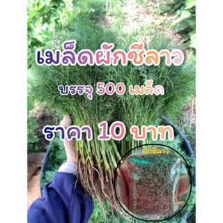 เมล็ดพันธุ์ ผักชี ผักชีลาว บรรจุ 500 เมล็ด