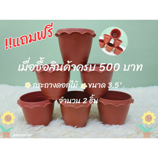 !!สินค้าแถมฟรี แมื่อซื้อครบ 500 บาท