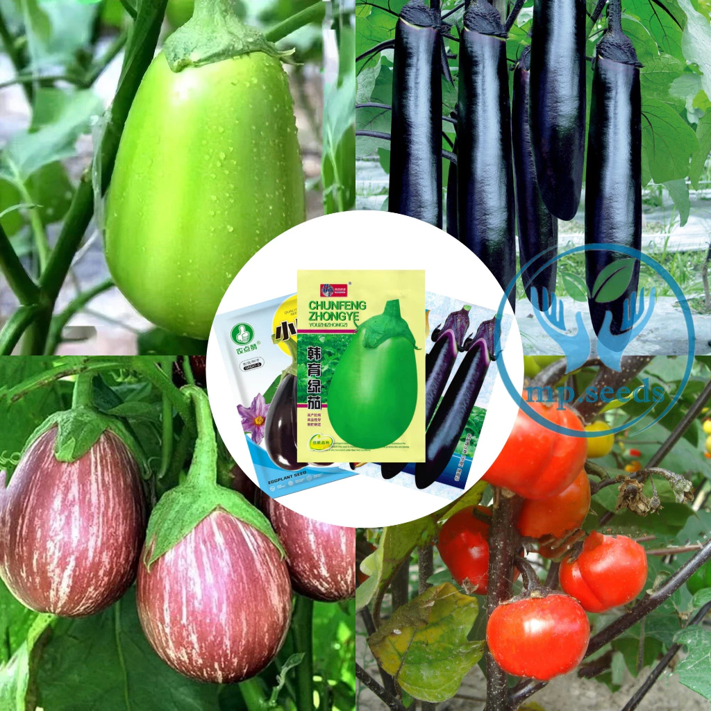 เมล็ดพันธุ์ มะเขือยักษ์ มะเขือยาว มะเขือแดงแอฟริกา
