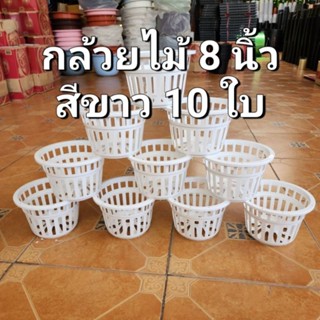 กระถางกล้วยไม้ 8 นิ้ว สีขาว แพ็ค 10 ใบ สินค้าพร้อมส่ง