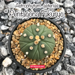 Astrophytum asterias v. nudum Pentagona Fukuryo แอสโตร 5 พูแทรก