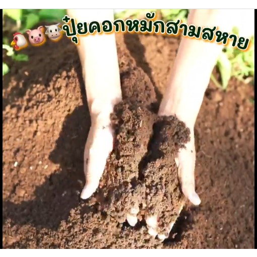 ปุ๋ยหมักสามสหาย ปุ๋ยอินทรีย์ วัสดุเพาะปลูก ต้นไม้ ราคา ถูกที่สุด ดีลบีเคเค แกลเลอรีภาพที่ 7