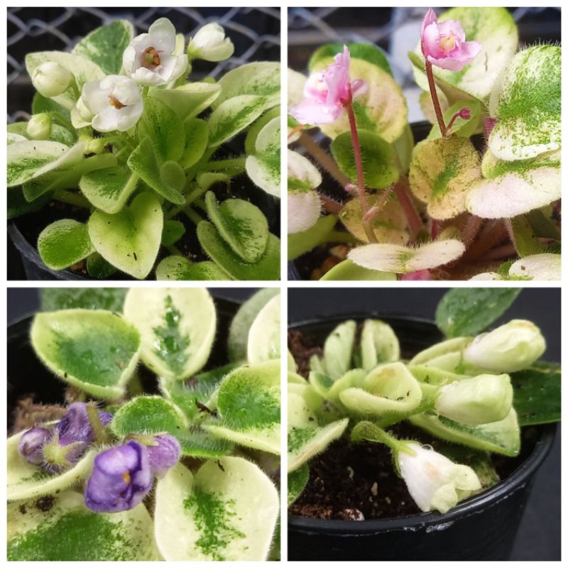 แอฟริกันด่างแคระ African violet dwarf