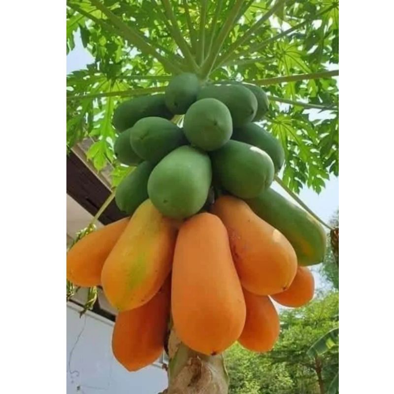 🌱เมล็ดมะละกอฮอลแลนด์ 10 เมล็ด (ซื้อ5แถม1คละได้)