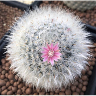 Mammilaria bocasana 30เมล็ด69