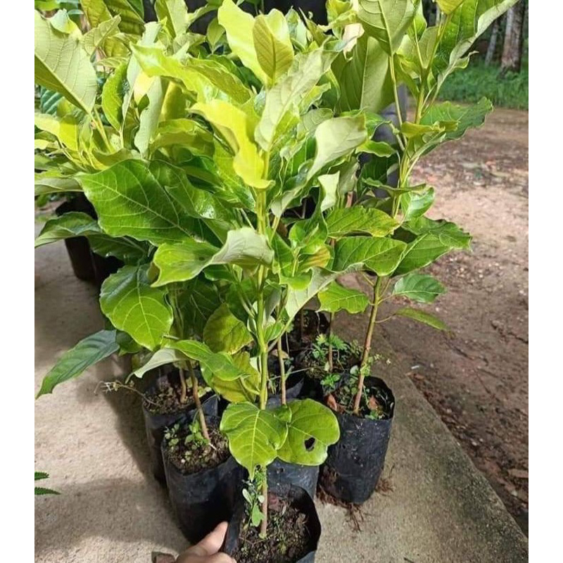 ( พร้อมส่ง ‼️ ) ต้นแมงดาหรือต้นธัมมัง   กลิ่นใบคล้ายแมงดา รสชาติอร่อย นำมากินกับน้ำพริกเข้ากันสุด ๆ ต้นใหญ่โตไว