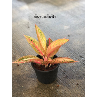 ต้นรวยล้นฟ้า ขนาดกระถาง 6”