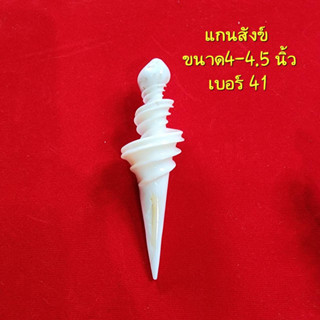 แกนหอยสังข์ 4-4.5 นิ้ว ของแม่กำไล