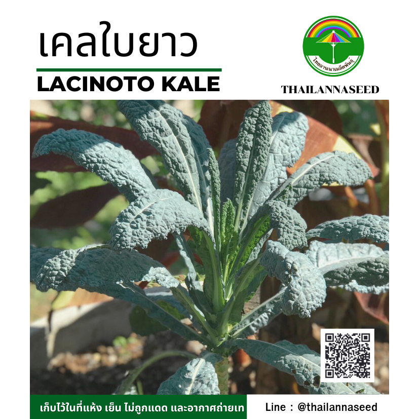 เมล็ดพันธุ์ผักสวนครัว เคลใบยาว ( เคลไดโน ) ( ขนาด 0.5 กรัม ) รหัสสินค้า 6003