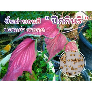 ชิ้นผ่าบอนสี ปีกกินรี บอนเก่า รับประกันตรงปก 100%