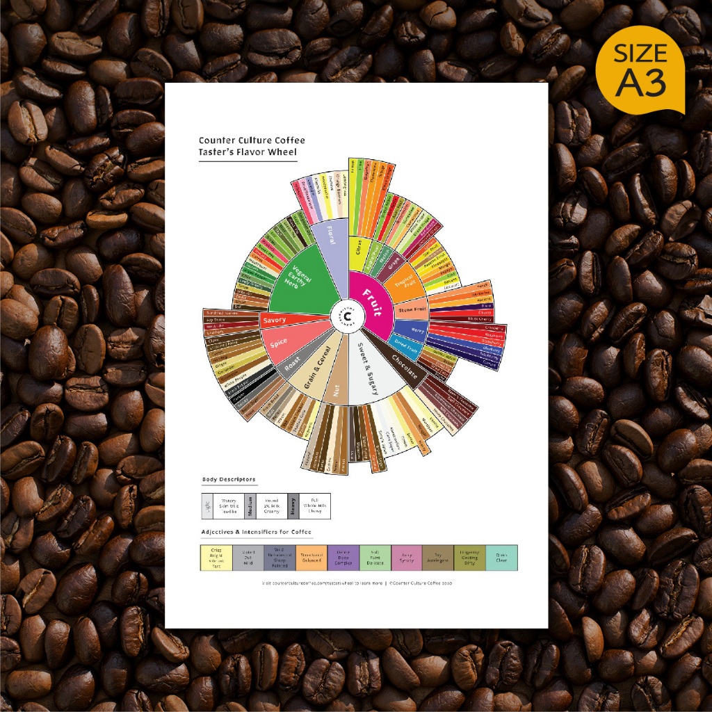 โปสเตอร์ กาแฟ Coffee Taster's Wheel วงล้อรสชาติกาแฟ สำหรับตกแต่งร้านกาแฟ ภาพคมชัด ส่งไว ขนาด A3