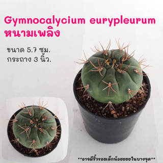 Gymnocalycium eurypleurum  ยิมโนหนามเพลิง  cactus กระบองเพชร แคคตัส กุหลาบหิน