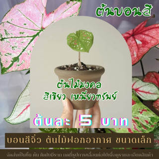 Caladium บอนสี คละสี คละแบบ ส่งต้นจิ๋ว ต้นละ 5 บาท ซื้อ 2 แถมฟรี 1