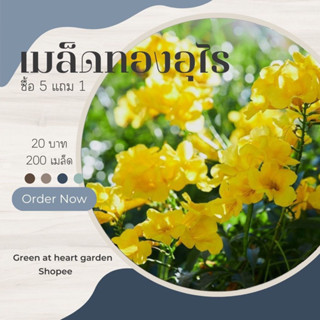 เมล็ดพันธุ์ต้นทองอุไร ชุดละ 200 เมล็ด 20 บาท (ซื้อ 5 แถม 1